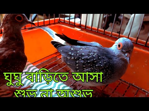বাড়িতে ঘুঘু পাখি কি আসলেই অশুভ।