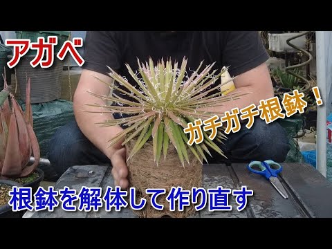 アガベ 根詰まりでストレスカラーのアガベ ガチガチ根鉢を解体して根を作り直す Agave サボテン 多肉植物 園芸 Youtube アガベ 根詰まりでストレスカラーのアガベ ガチガチ根鉢を解体して根を作り直す Agave サボテン 多肉植物 園芸 Youtube