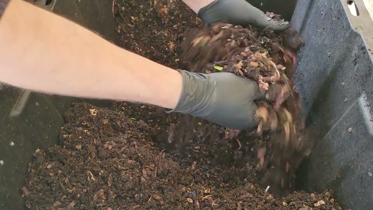 Happy worms! Feeding my worm bin.