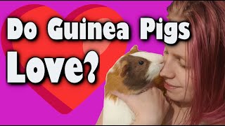 6 Signs Your Guinea Pig Loves You
