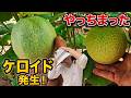 【千疋屋メロンF6#10】ケロイド発生 管理ミスか?ここから緩める【アークランド使い方】