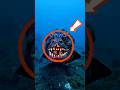 These animals have insane vision, the last one will shock you 👀 #animals #wildlife #shorts