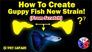 How to Create Guppy Fish New Strain | From Scratch!