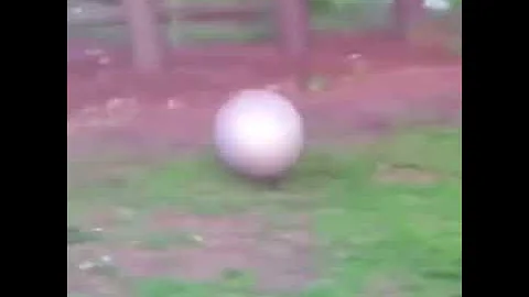 Wee meme #Shorts #funny #Wee #meme #animals #funnyvideo #viral #tiiktok