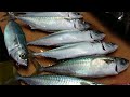 Best Sashimi Preperation - JAPANESE FISH SASHIMI FILLETING SKILLS