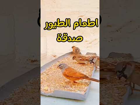 اطعام الطيور صدقة 