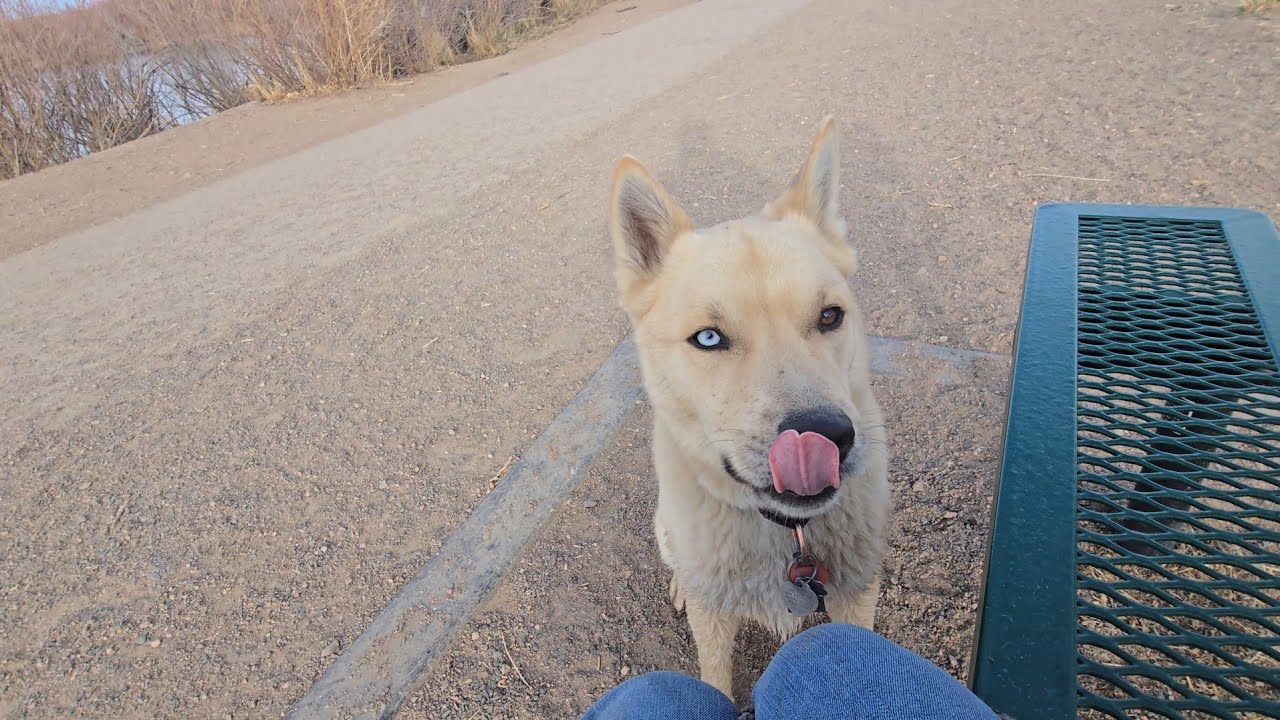 Dog Park TV for Dogs | Wednesday Feb 18 | Windy Day with Dobby & Friends 