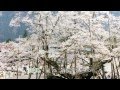 淡墨桜 / 石原詢子 Cover:Doenka Eiko