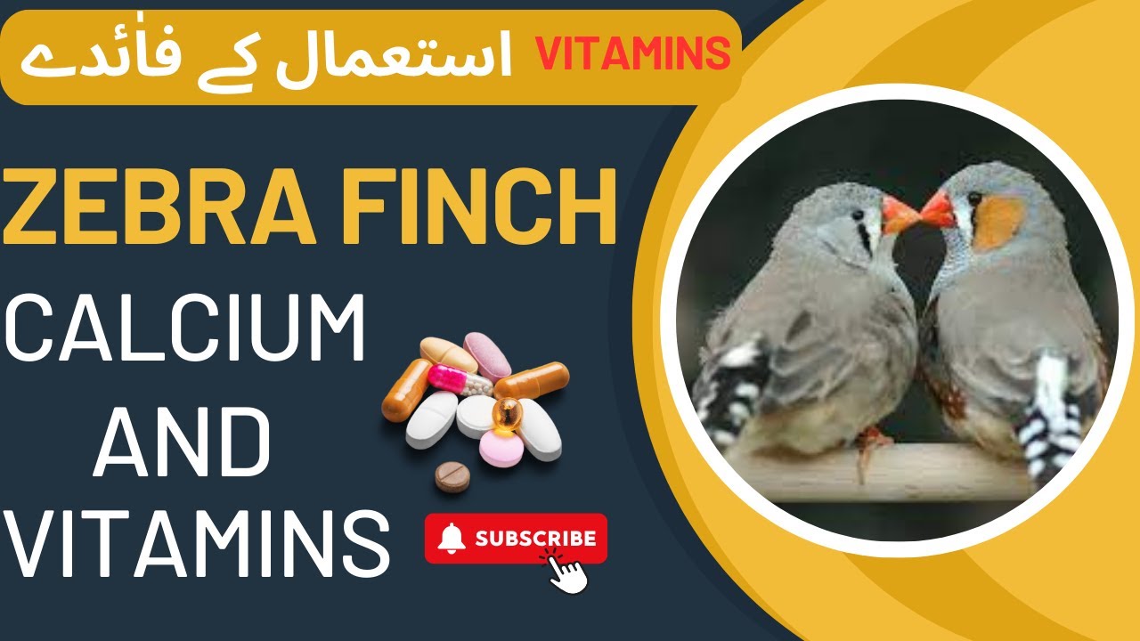 Finches Calcium And Vitamins Benefits Of Calcium And Vitamins To Zebra Finches. YouTube