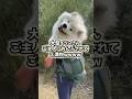 ㊗️100万再生突破!!!サモエドさんの動画見て笑ったら寝ろwwwww