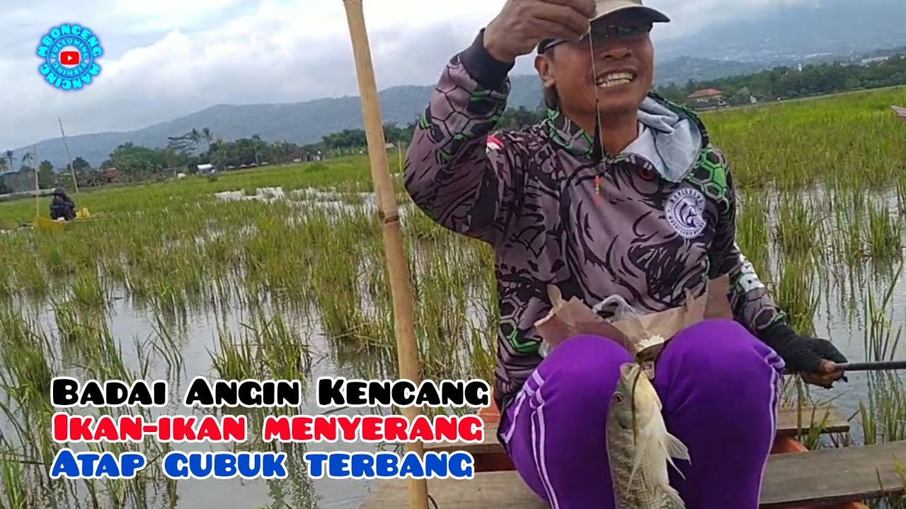 Ikan haup-haup setelah angin kencang ‼️ Mancing Rawa Pening Terbaru @mboncengmancing #95
