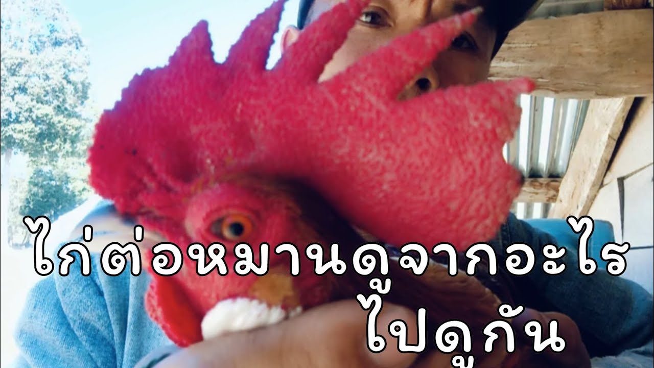 ไก่ต่อหมานเขาดูยังไงไปดูกัน(ตอบคัอมเม้น)