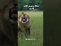 وحوش الغابه الأسود ماذا يفعلوا لو حد دخل مملكه الأسود مايكون مسيرو هلا سوف ينجا لايك واشترك