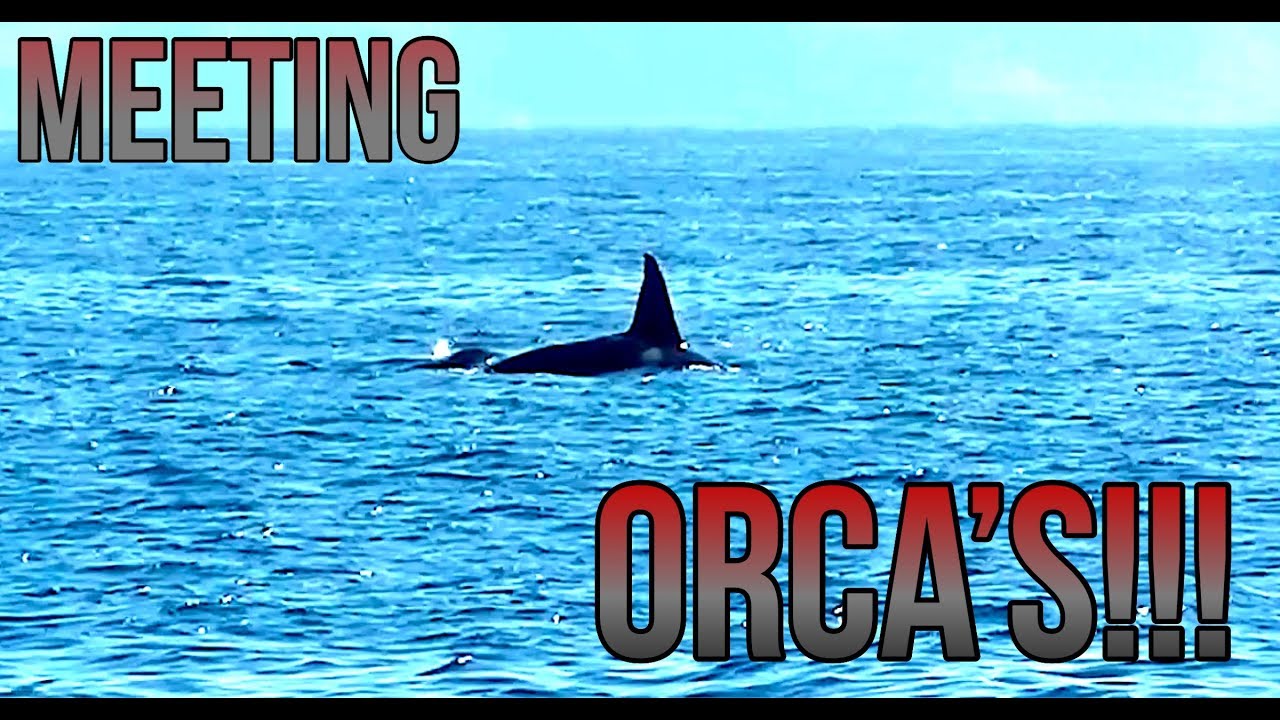 Vlog 2.37 Seeing dolphins and ORCA'S sailing from Gibraltar to Morocco