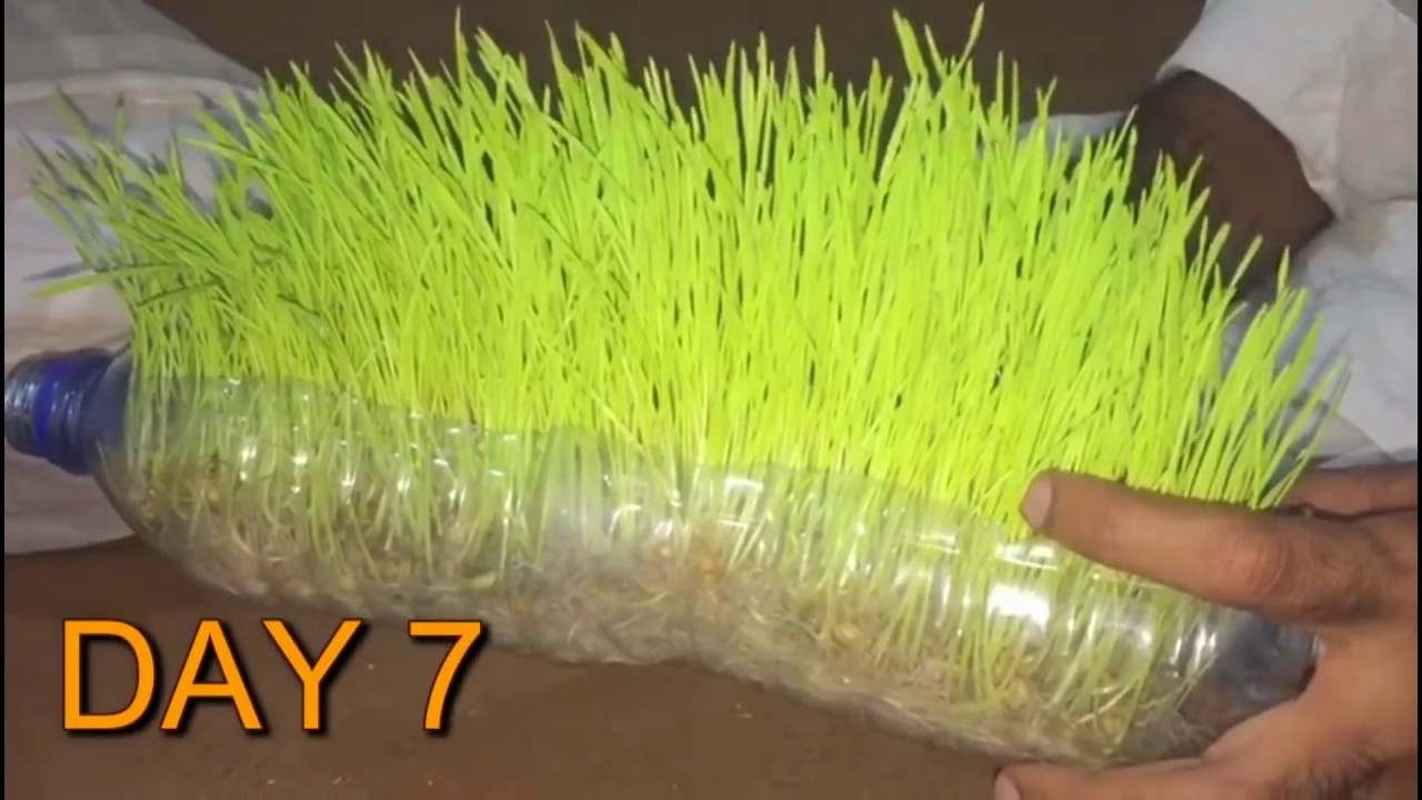 Best Way To Grow Grass With Dogs Best Way To Grow Grass With Dogs