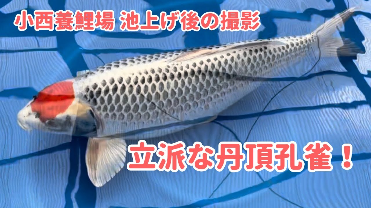 小西養鯉場公式】池上げ後の錦鯉撮影！立派な丹頂孔雀！ - YouTube