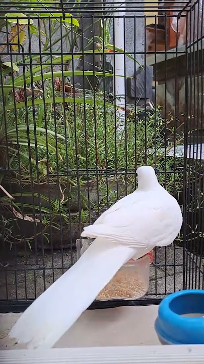 TERAPI SUARA TEKUKUR LOKAL PUTIH 💖💞| HUJAN DI MALAM MINGGU#shorts#viral#tekukur@Daytu21