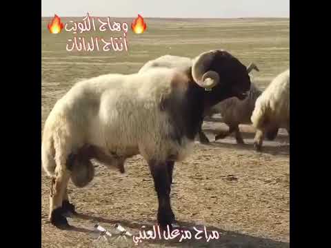 وهاج فحل مراح مزعل العتيبي الكويت مزاين الموروث غنم نعيم الموروث الصياهد عتيبي كويت فحل مسهوج