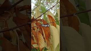 Ill Tell You Why Leaves Change Color In Fall