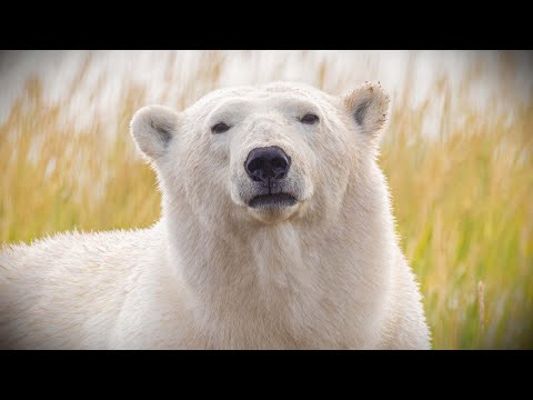 Ecotourism in the Seal River Watershed