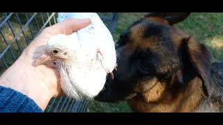 Baby Pigeons first day of training | Bonus Video by Adventures with Lycan my German Shepherd Dog 26 views 1 day ago 9 minutes, 13 seconds