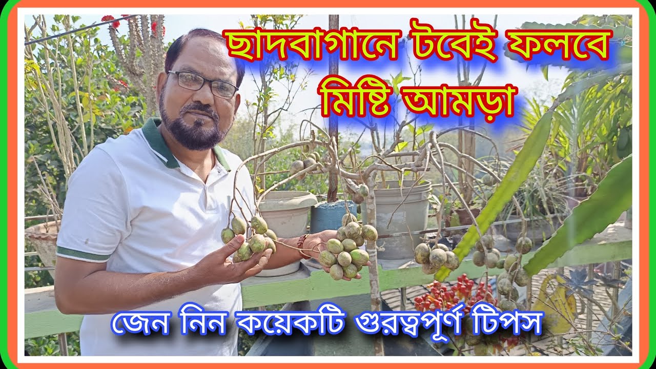 ছাদবাগানে মিষ্টি আমড়া চাষের ইতিবৃত্ত #sweet hog plam#viralvideo#millionviews#rooftopgarden#tips.