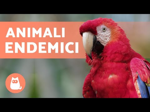 10 Animali in PERICOLO DI ESTINZIONE in MESSICO