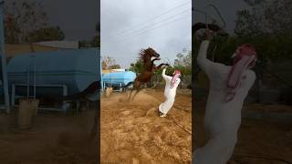 حماس الحصان العربي😂😅