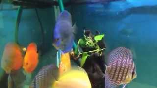 IMG 1635 MOV