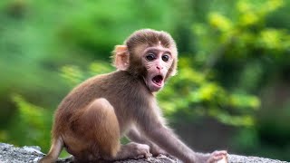 Funny Video of monkey | Video of monkey eating |Beautiful monkey video