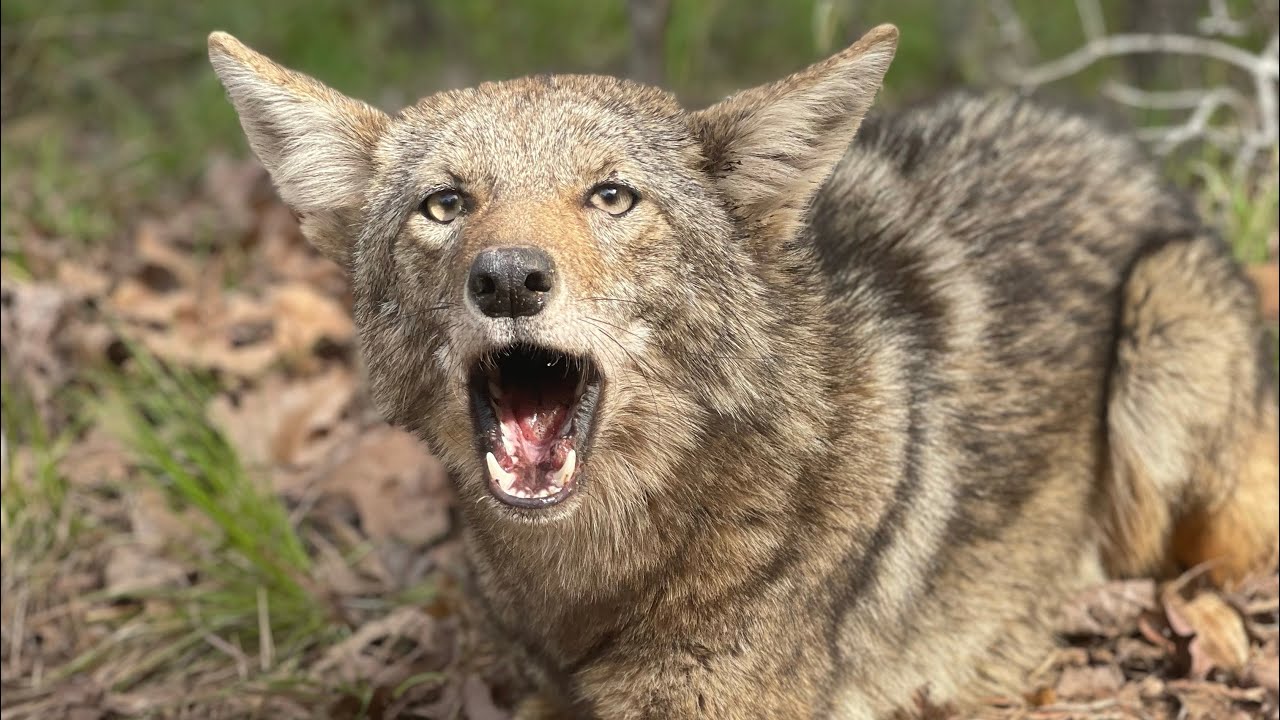 Coyote Trapping SPRING/SUMMER, what baits/lures I use to help prevent bugs/ rolling YouTube