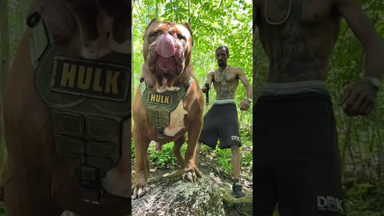  Pitbull Rottweiler And K9 From Puppies To Giants Amazing Transformation