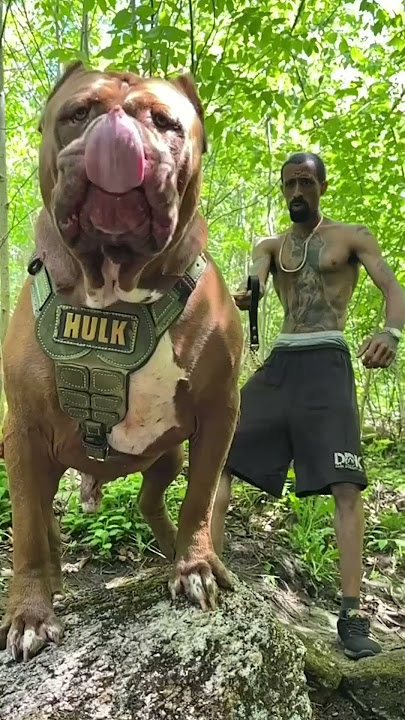 🐶 Pitbull, Rottweiler, and K9: From Puppies to Giants 🚀 | Amazing Transformation!