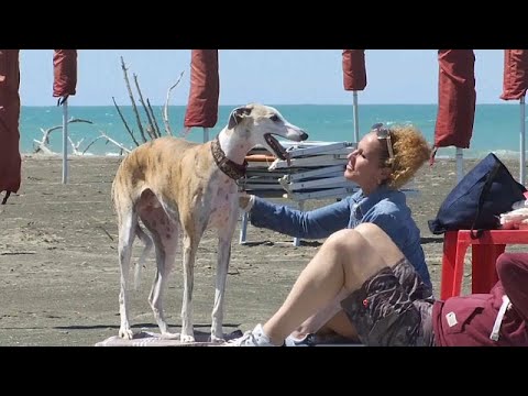 Endlich wieder mit Hund am Strand