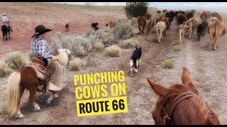 Driving cattle down the Mother Road- Route 66!