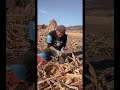 The Ultimate DIY Corn Husking Hack! | Fast & Easy Way to Peel Corn 🌽