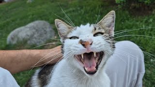 The cat that constantly Meows is trying to tell me something.