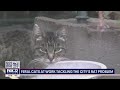 Chicago's newest defense against rats: Cats