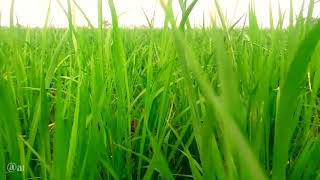 Story WA Pemandangan Sawah Ngawi Nagih Janji