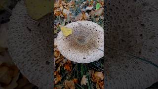 Гриб Зонтик пёстрый #грибочки #fungi #лесной #nature