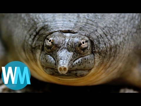 Vidéo: Les Animaux Les Plus Rares De La Planète