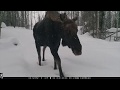Alaska Trail Cam Video. April 28, 2020
