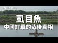 【台灣人須知】虱目魚的中國政治訂單，背後真相是什麼？