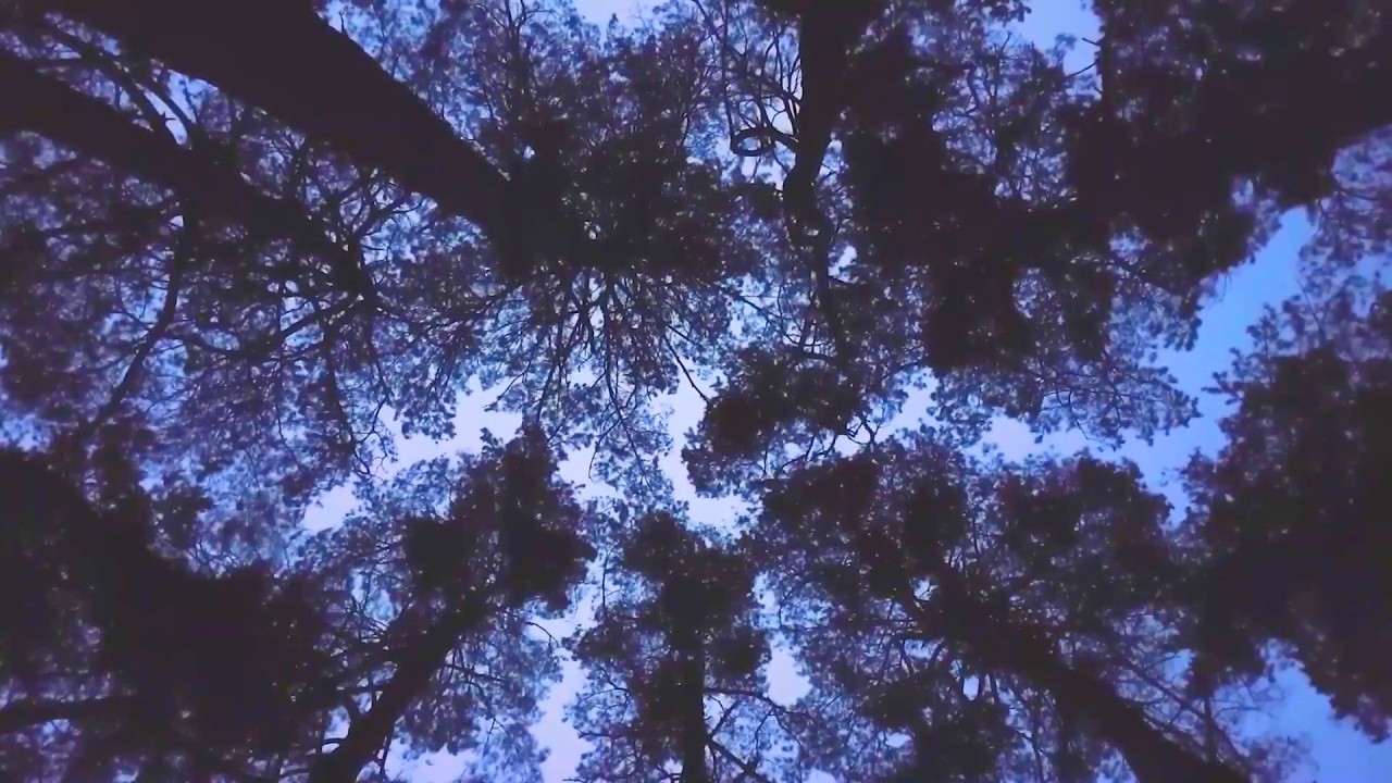 Wind in the Trees 🌀 🌳 relaxing sound white noise stress relief peaceful blowing ambience