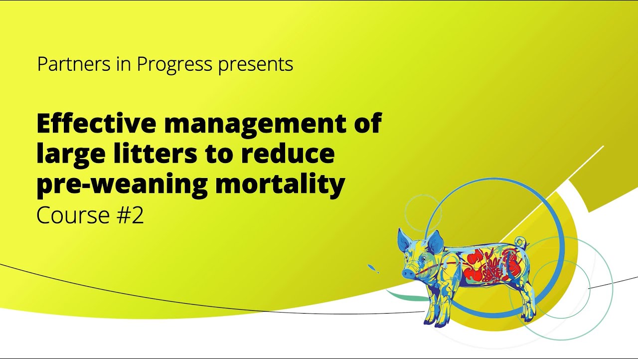 Effective management of large litters to reduce pre weaning mortality ...