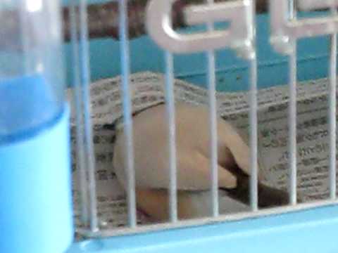 おかしな文鳥ボボガジュン