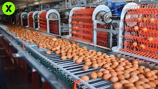 This is How Millions of Eggs Are Produced Every Day in Factories