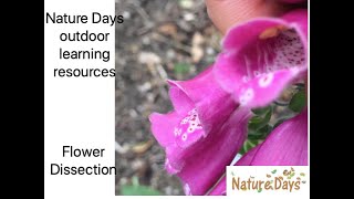 Flower dissection - Nature days Outdoor learning resources