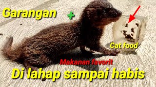 CARA AGAR GARANGAN/LASUN SUKA MAKAN CATFOOD. @bayhaqipetualang6664