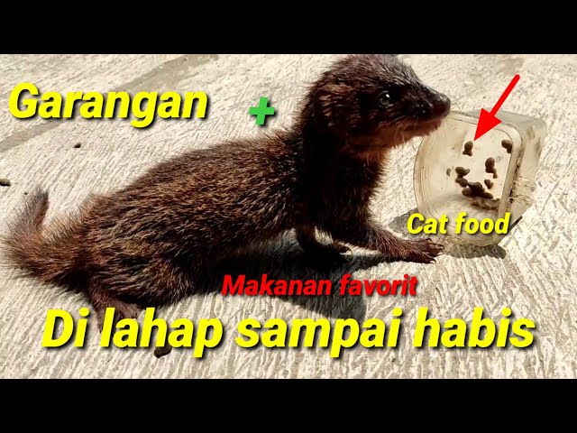 CARA AGAR GARANGAN/LASUN SUKA MAKAN CATFOOD. @bayhaqipetualang6664 class=